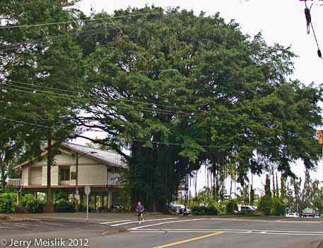 Hawaii banyan